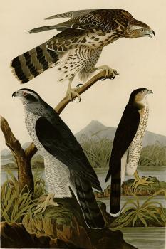 John James Audubon : Goshawk, stanley hawk
